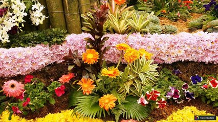 Гербера: 47 невероятных растений