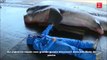 Des pecheurs japonais attrapent un requin très rare dans leurs filets