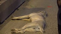 Antalya Köpeğe Çarptı, Yardım Gelene Kadar Bekledi
