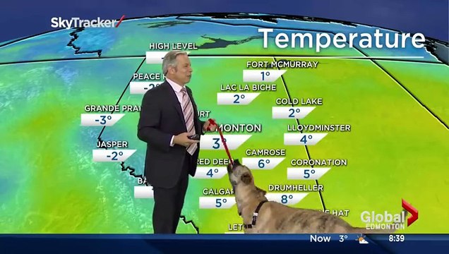 Un chien pourrit la météo faite par ce journaliste en direct à la TV