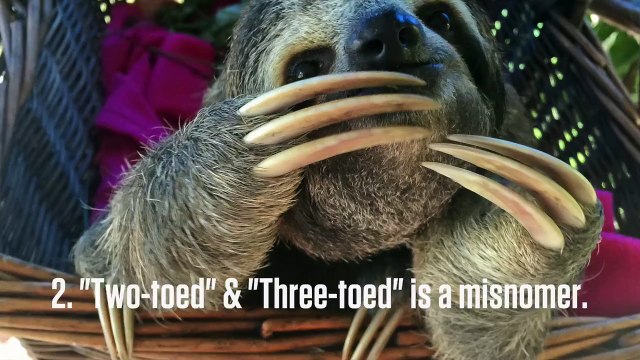 In case you needed 6 more reasons to love sloths.