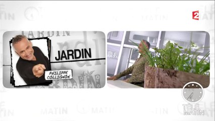 Jardin- Les légumes perpétuels