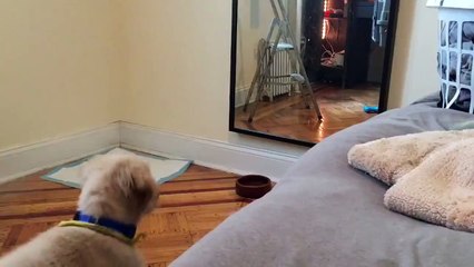 Aynayla kafayı bozan köpek