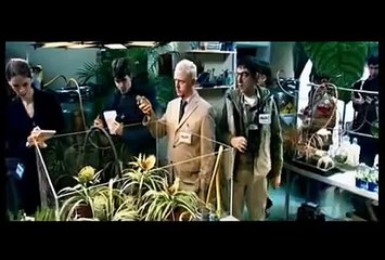 MR Bean 2016 - SPider Plants