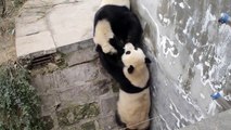 Funny Animals Funny Panda Real Kung Fu Panda Video