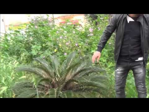 Aversa (CE) - Iacp, il degrado fa spuntare una selva spontanea (21.04.16)