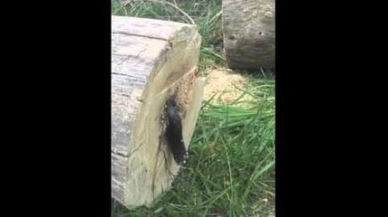 Un homme découpe un arbre et découvre un serpent à l'interieur