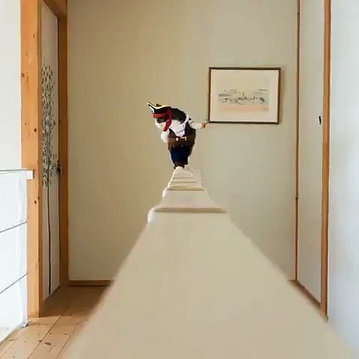 Cat Walk