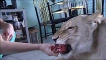 Ecco cosa succede se vivi con un leone in casa (VIDEO SHOCK)