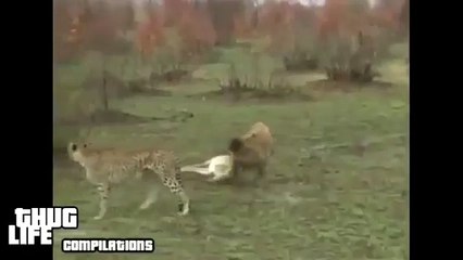 Wolf vs Deer Very Funny