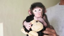 生後16日！人の手で育てられるキュートなマントヒヒの赤ちゃん