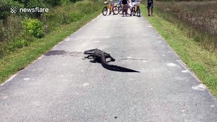 Alligator kills and eats soft-shell turtle in the middle of a road