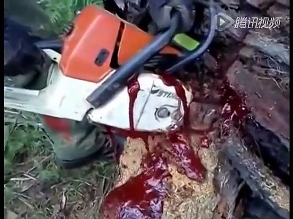 They Chopped Down This Old Tree. But Moments Later, Realized They Made A Terrible Mistake!