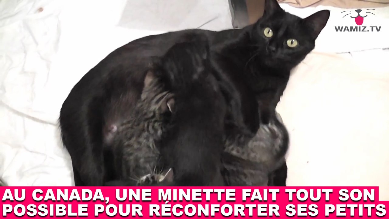 Au Canada, une minette fait tout son possible pour réconforter ses petits ! Tout de suite dans la Minute Chat #196