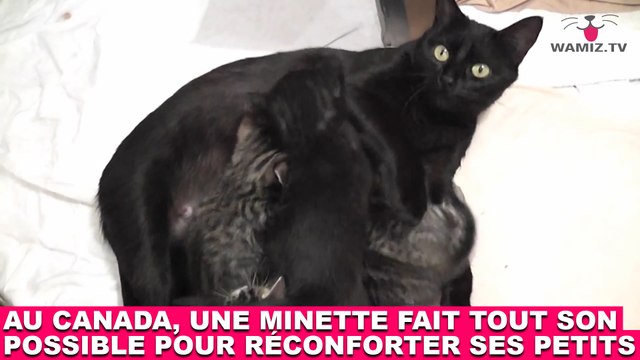 Au Canada, une minette fait tout son possible pour réconforter ses petits ! Tout de suite dans la Minute Chat #196