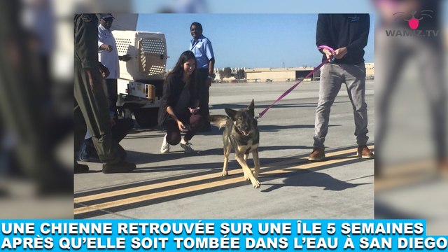Une chienne retrouvée sur une île 5 semaines après qu'elle soit tombée dans l'eau à San Diego! À voir dans la Minute Chien