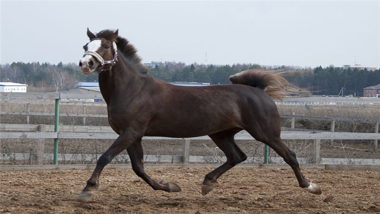 Дерзкая кобыла мужику не повезло смотреть всем