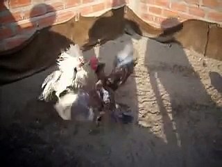 Pelea de  pollos Gallino vs carmelo GALPON FABRIZIO