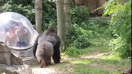 Zoo Animals Getting Angry