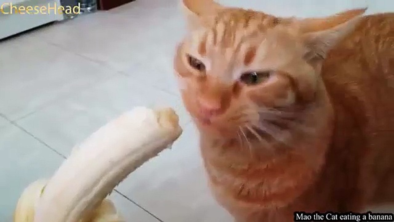 BEST COUBS - funny, enjoyable, happy, pleasure, sexy, Compilation Best coubs videos (12)