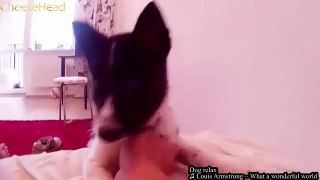 BEST COUBS - funny, enjoyable, happy, pleasure, sexy, Compilation Best coubs videos (8)
