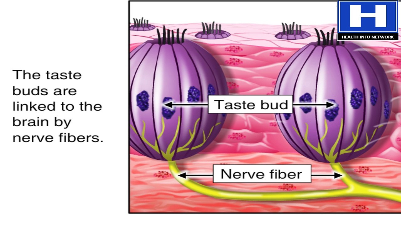 what are taste buds - How taste buds works - Taste buds physiology, mechanism and functions