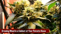 Growing Weed in a Cabinet at Your Parents House - Getting Stoned For Free