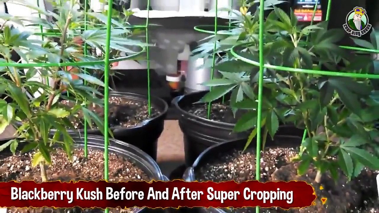 Blackberry Kush Before And After Super Cropping - Growing Marijuana