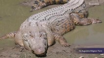 Woman Keeps Giant Crocodile as Pet for 60 Years