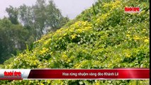 Hoa rừng nhuộm vàng đèo Khánh Lê