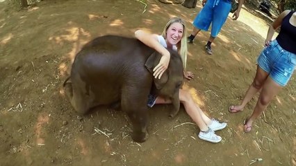 El Pulso | 3 animales confundidos por el mundo de los humanos | Telemundo
