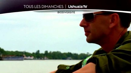 (FR) Bande Annonce "Kalaweit Wildlife Rescue, saison 1," sur  Ushuaia TV