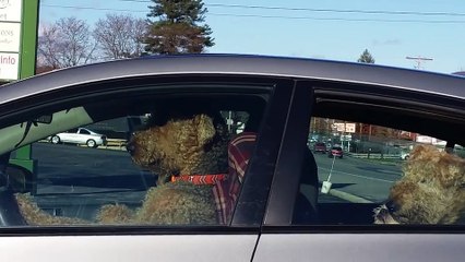 Dog Learns The Pleasures Of Being A Real A*shole