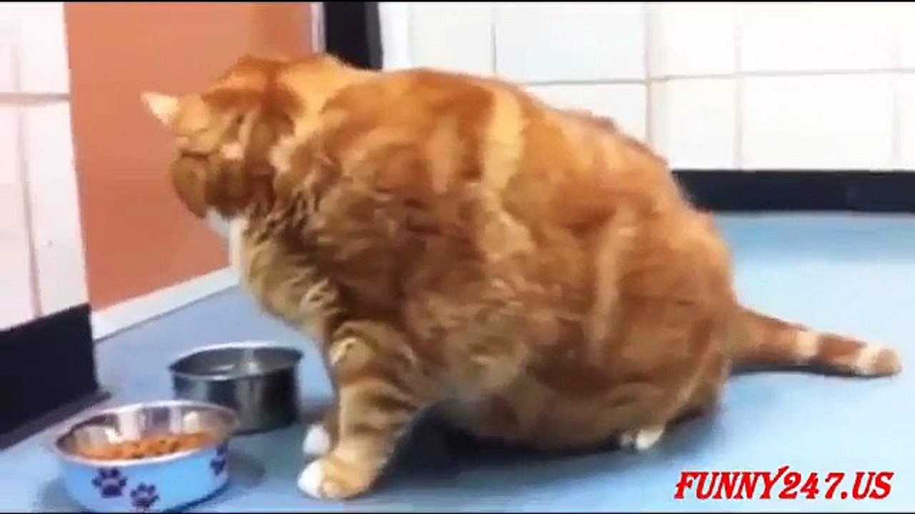 TOP 5 Best Fattest Cat in the World Part 2