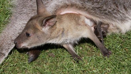 Naissance de wallabies au zoo d'Amnéville