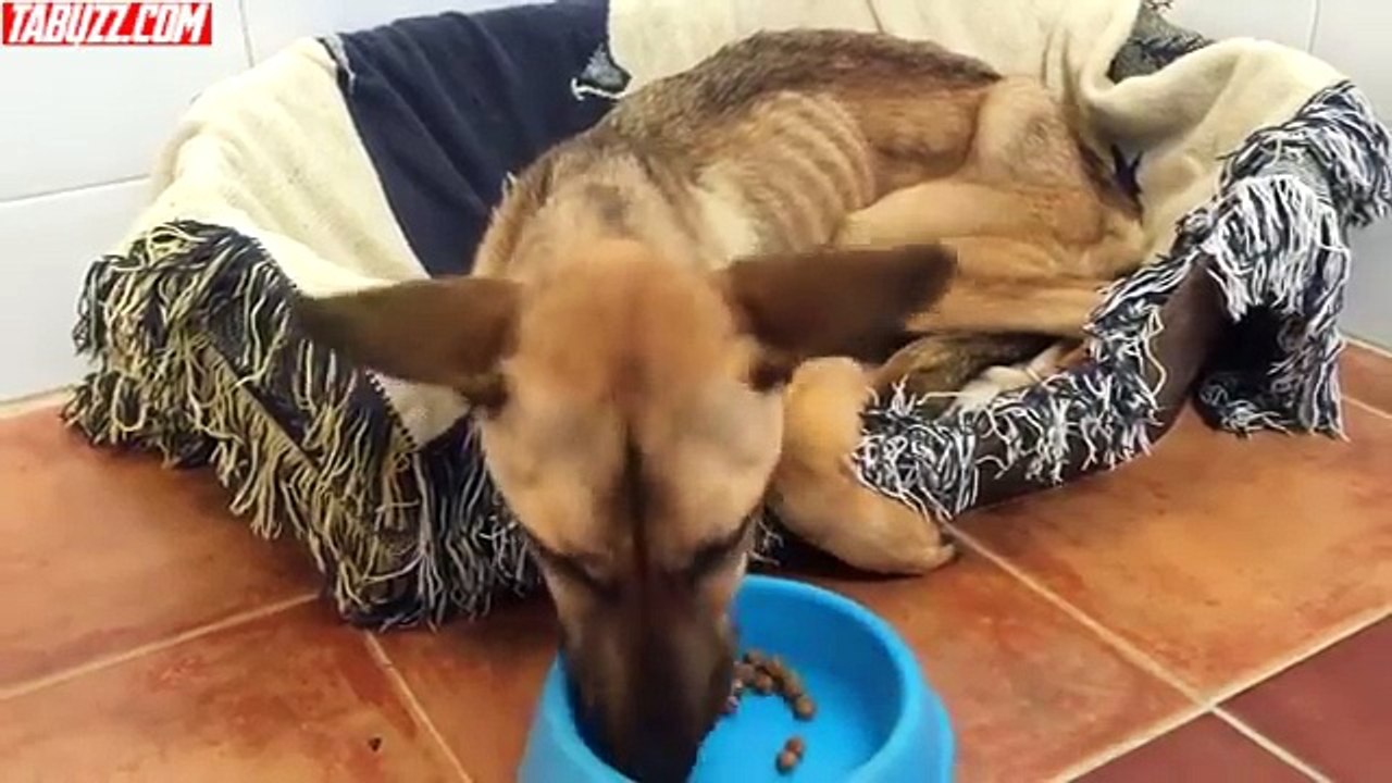 Barilla ce chien a fait un rétablissement incroyable que vous devez voir pour le croire