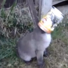 Salvamento de uma raposinha presa em uma lata