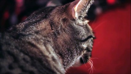 Ce chat aime et chante un morceau de Rock !!