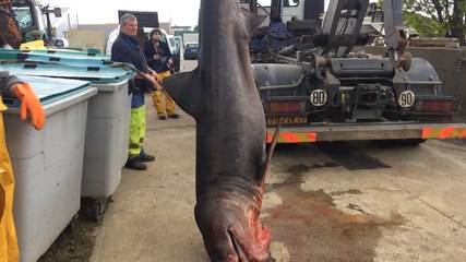 Le requin évacué à Concarneau