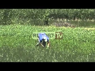 Report TV - Bujqësia/ Qeveria rikthen në fuqi qiranë për tokat e pandara