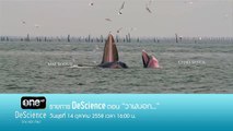 TEASER DeScience | วาฬบอก. | พุธ 14 ต.ค.58 เวลา 16.00 น. |
