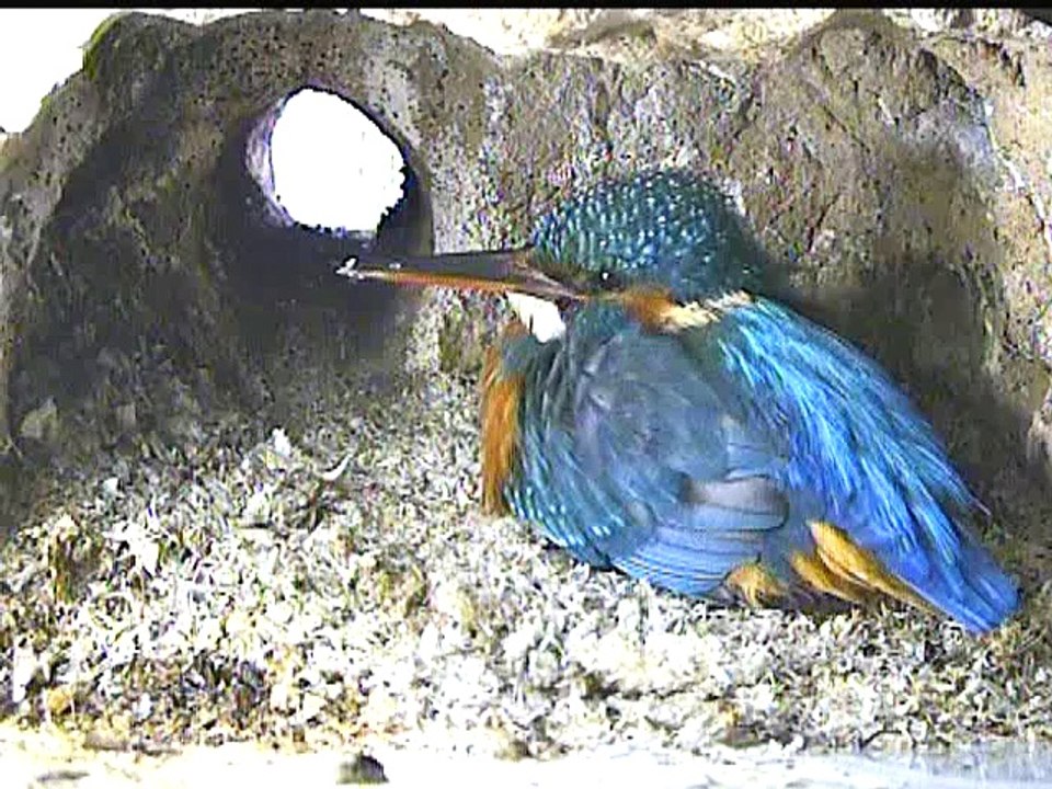 Kueken schluepfen bei 2.52 Stunden.. Live aus der Eisvogel Bruthoehle (105)