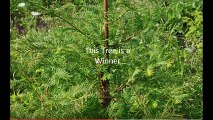 About a Proven Real Winner   The Dawn Redwood Tree