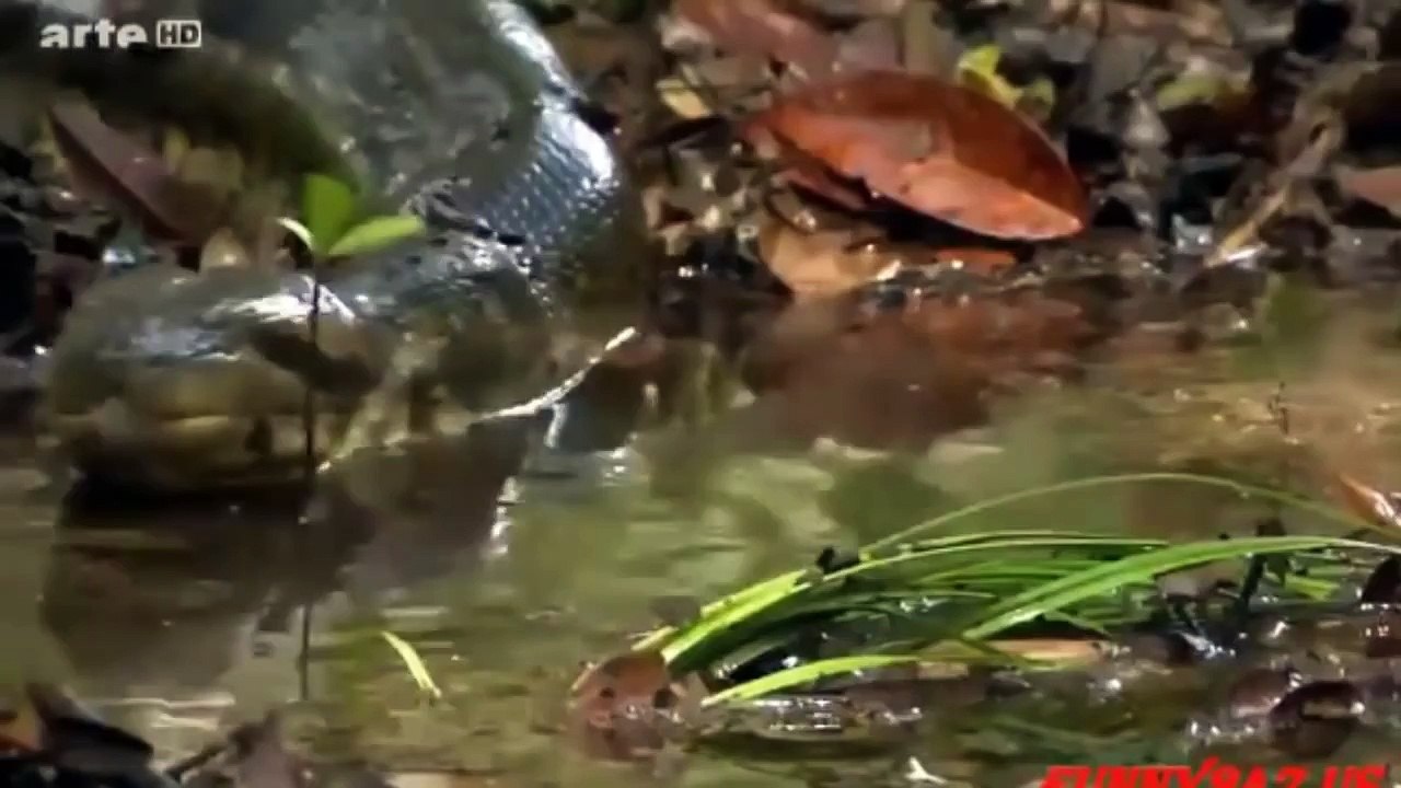 Trăn khổng lồ đấu với Chúa Sơn Lâm