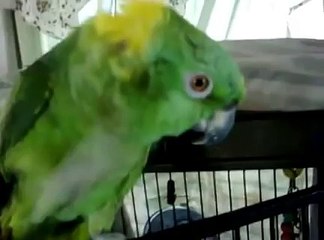 Il filme son perroquet et commence à chanter... Mais lorsque l'oiseau se met à l'imiter, c'est surprenant !