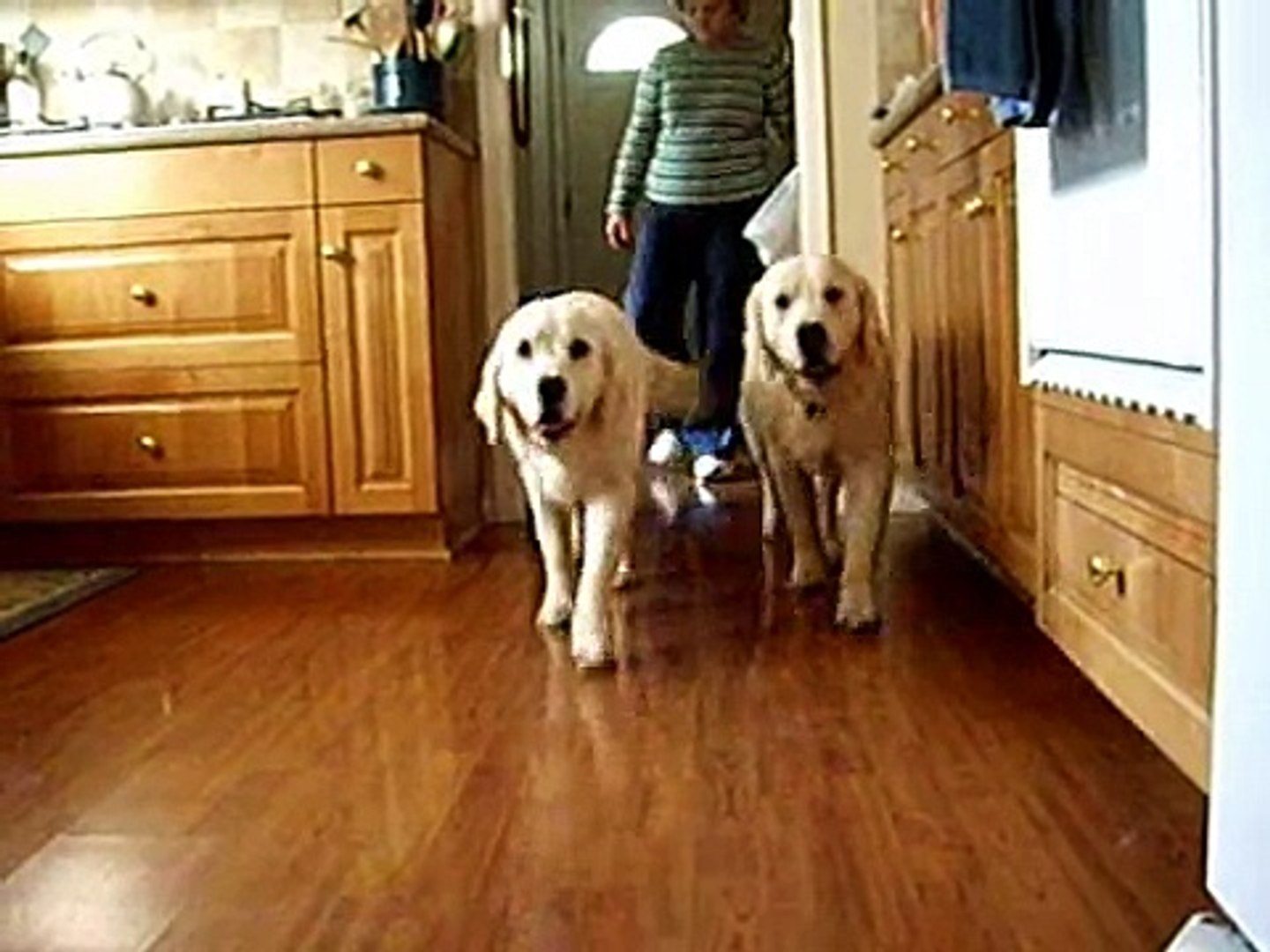 Puppies compiled video 4