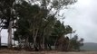 Palm trees in wind, Conway Beach, Whitsundays