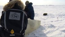 Climate change threatens Svalbard's 3,000 polar bears