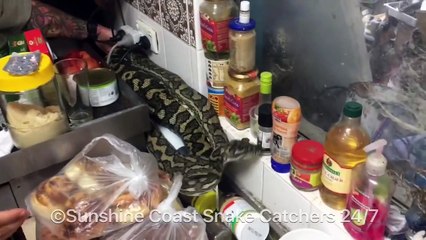 Snake Catchers Remove 8-Kilogram Bloated Snake From Kitchen