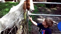 Boer Goats Ranch family visit